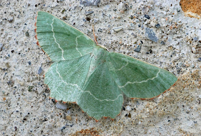 Bianca, rossa e verde